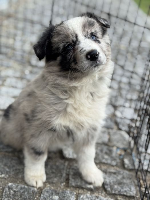 Border Collie azul merle