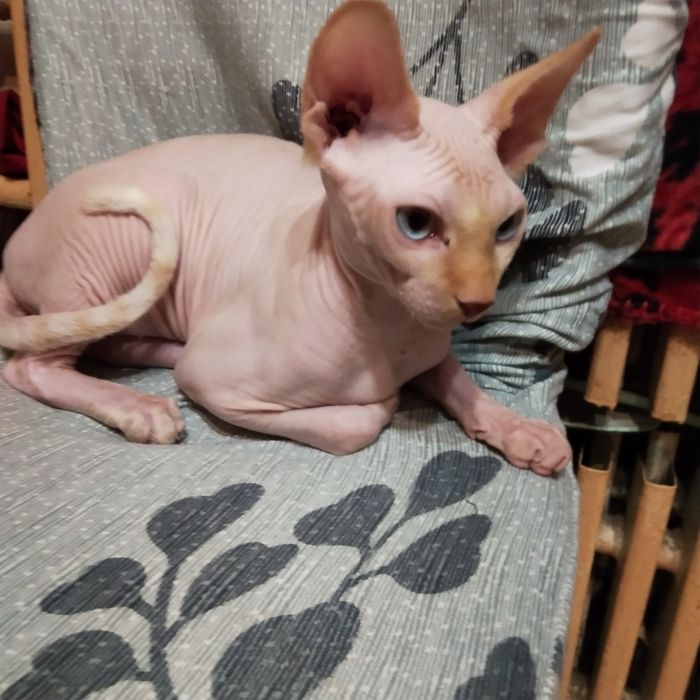 Котик канадський сфінкс.