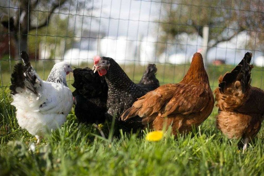 Kurki kokoszki nioski Rosa kolorowa na wybieg dowóz na miejsce Gratis