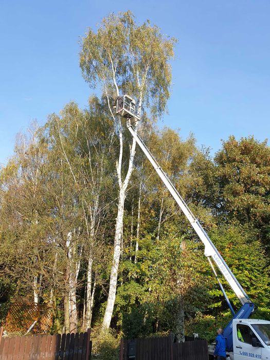 Wycinka drzew, wycinka krzewów, przycinanie tui, nasadzanie żywopłotów, wywóz masy zielonej