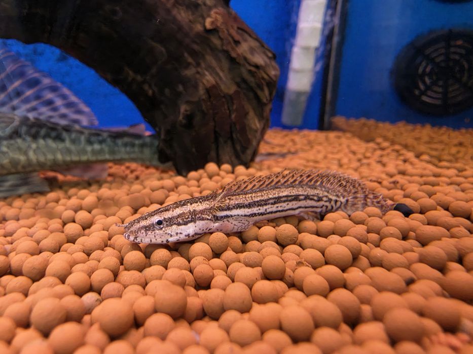 Polypterus Lapradei