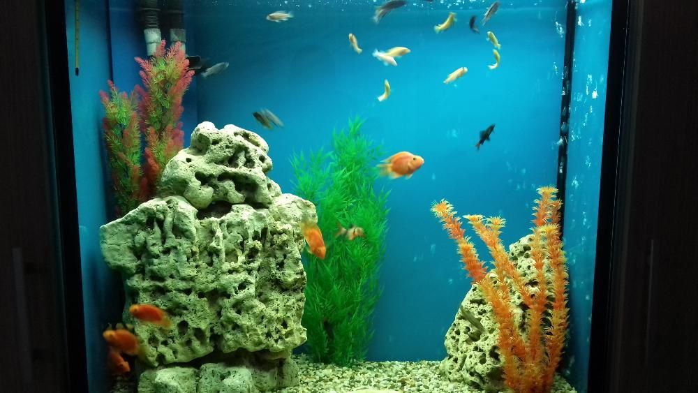 Профессиональное обслуживание пресноводных аквариумов