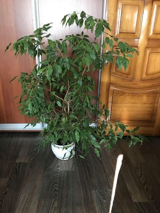 Фикус Бенджамина