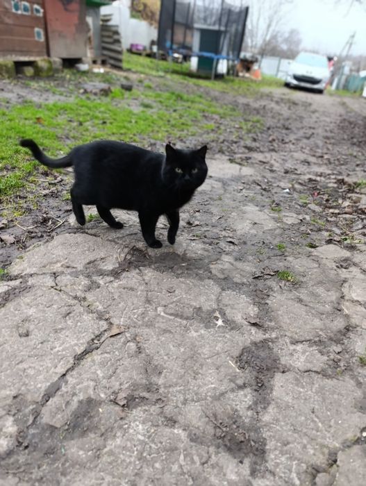 Котик шукає дім, кіт у добрі руки