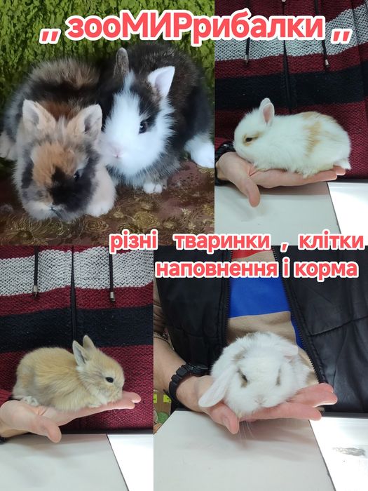 Лагідні міні баранчики карликові з білими вушками.