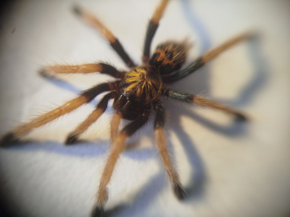 ptasznik Chromatopelma cyaneopubescens l3-l4