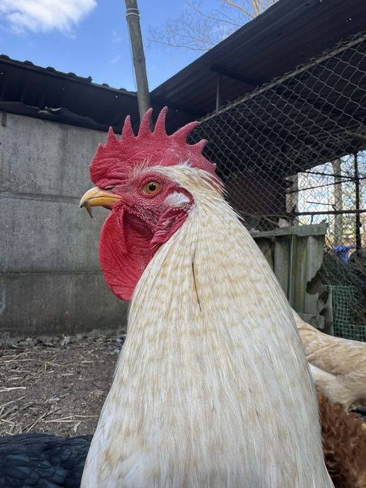 Kogucik na sprzedaż