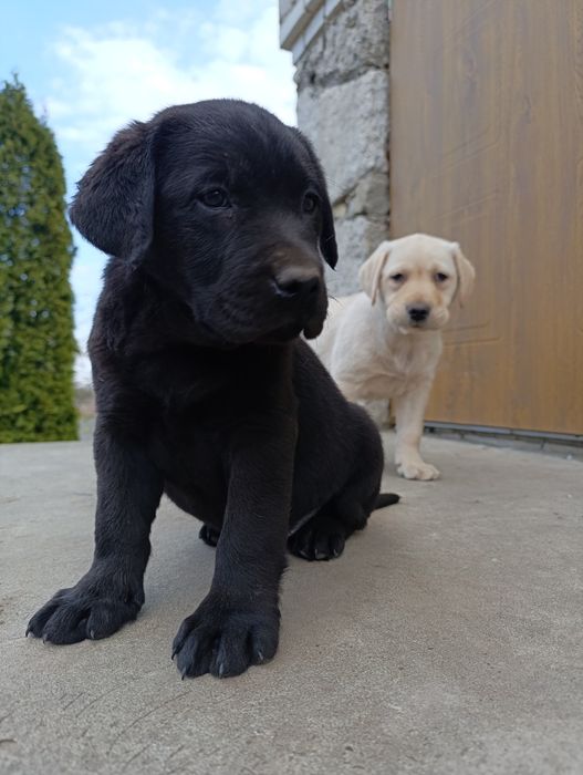 Хлопчик Чорний є Дівчата