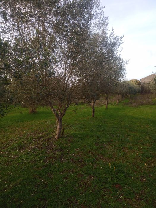 Vendo Oliveiras Para Quem Quiser Para  Jardins