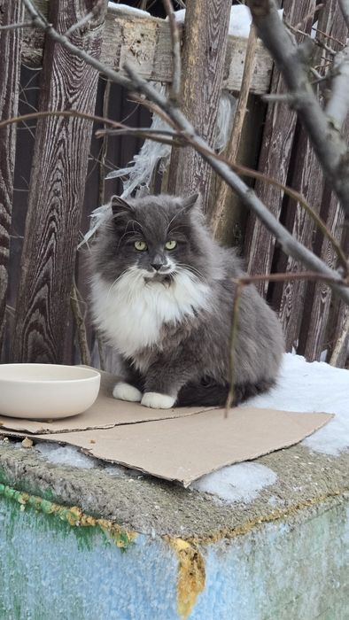 Котики шукають господаря