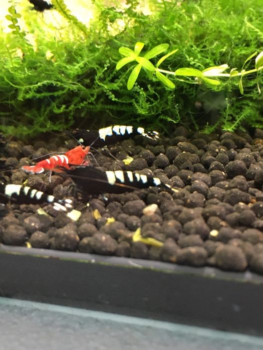 Krewetki pinto zebra