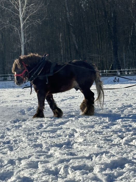 Ogier Zimnokrwisty stanówka