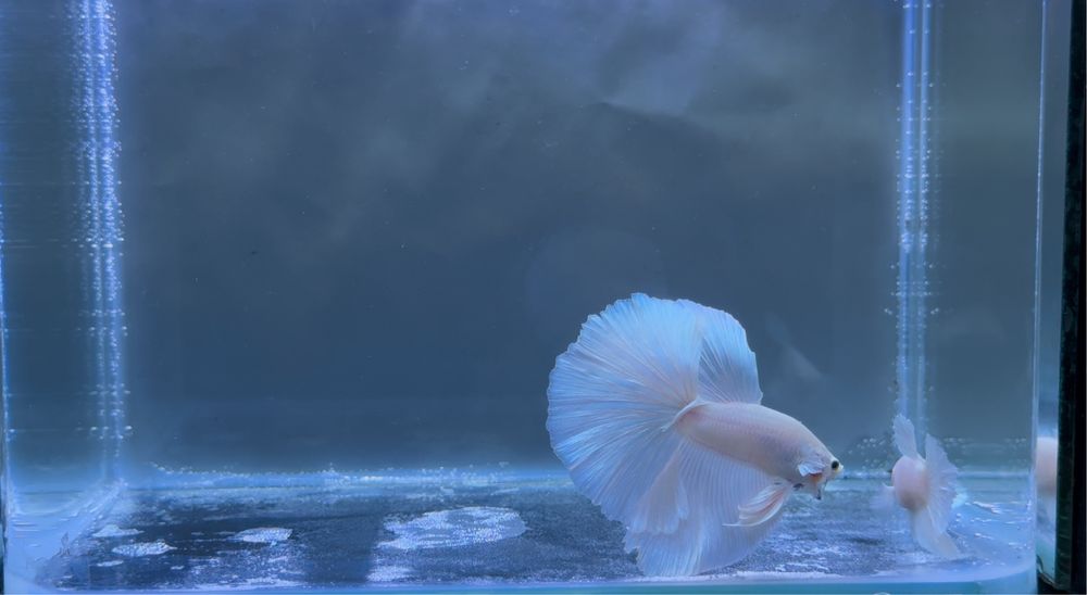 Casal Betta White Platinum Halfmoon