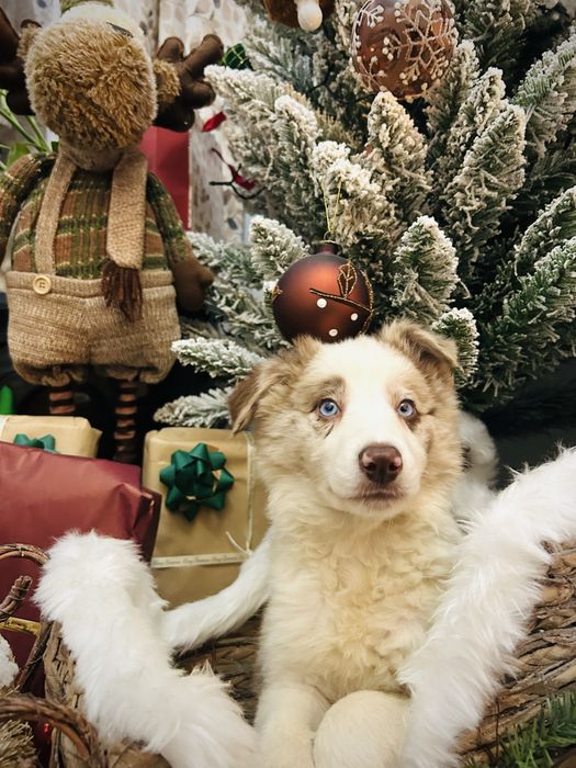 Excelente menina border collie red merle okhos azuis
