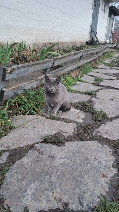 Сіренький котик Кекс шукає дім