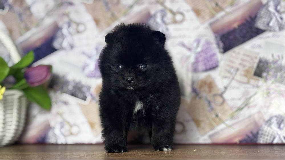 хлопчик шоу класу ти ведмедик