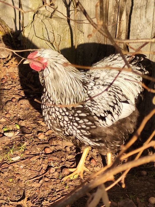 Sprzedam nadmiar kogutów wyandotte, silki