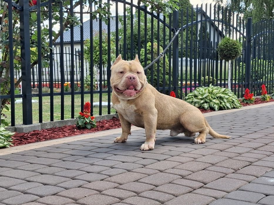 American bully okazja