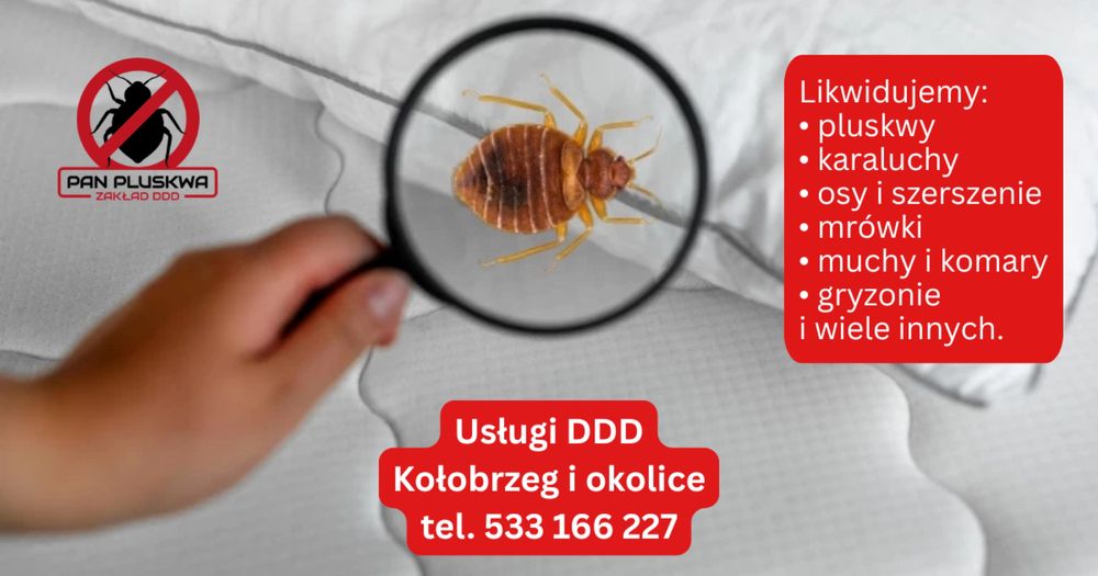 Odpluskwianie, dezynsekcja, likwidacja owadów i gryzoni, deratyzacja