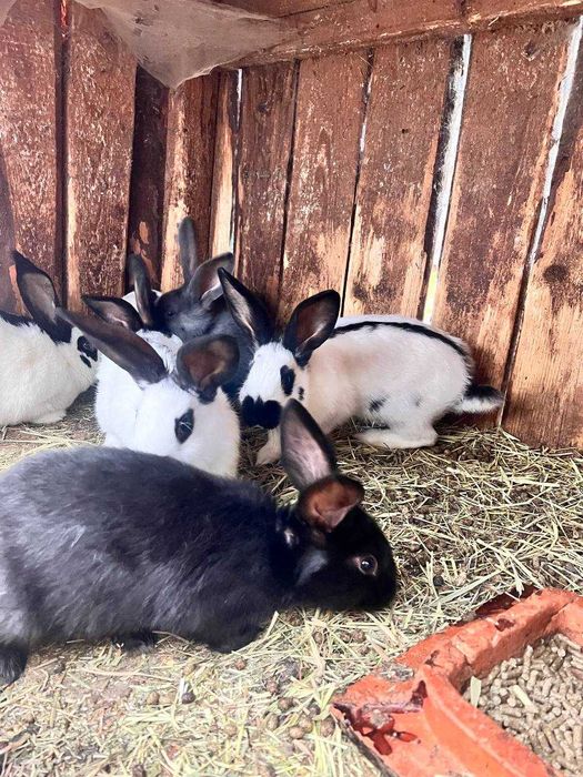 Кролі 3.5 місячні