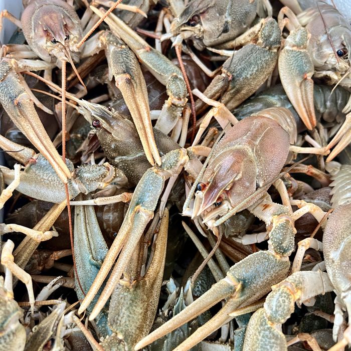 Раки живі від рибака