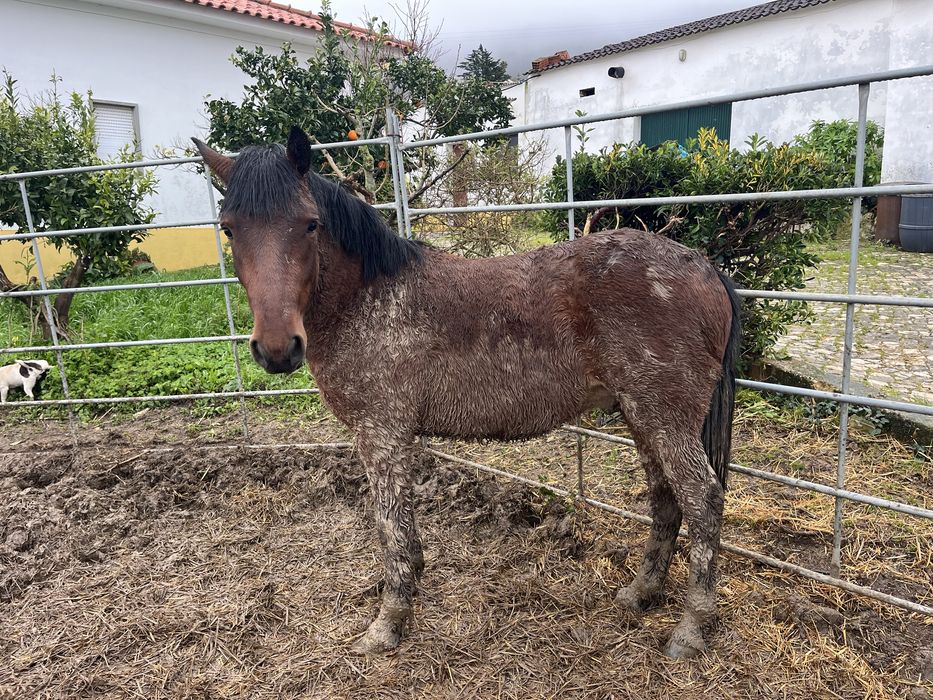 Ponei macho 2.5 anos