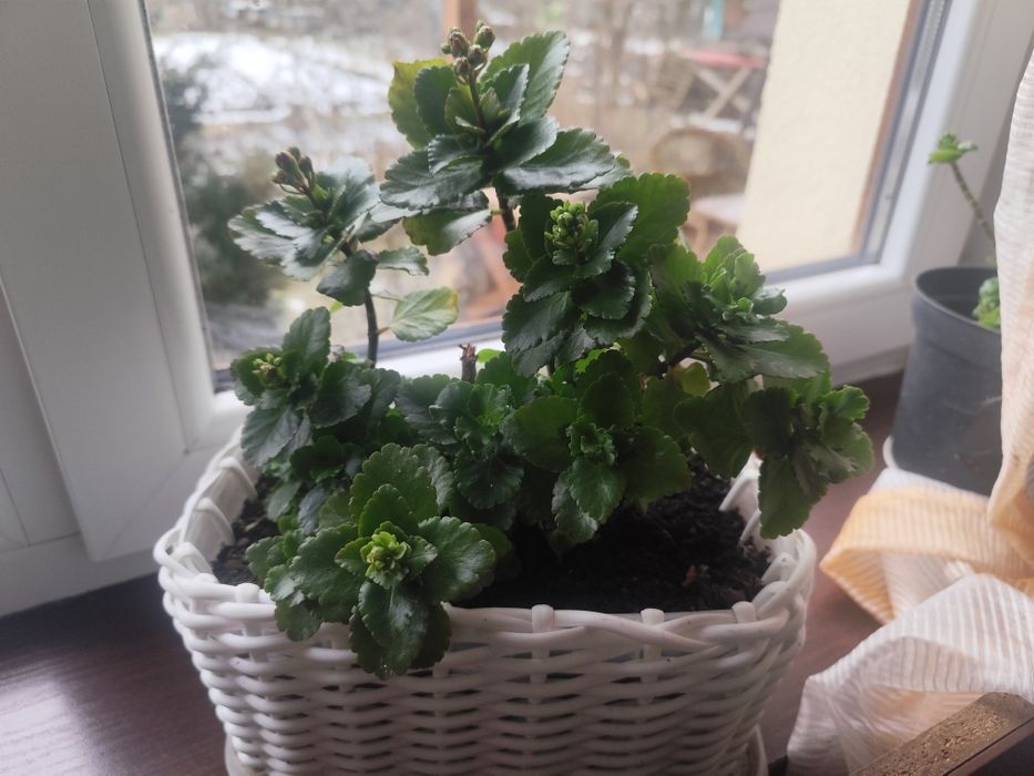 Каланхое рожеве кім.