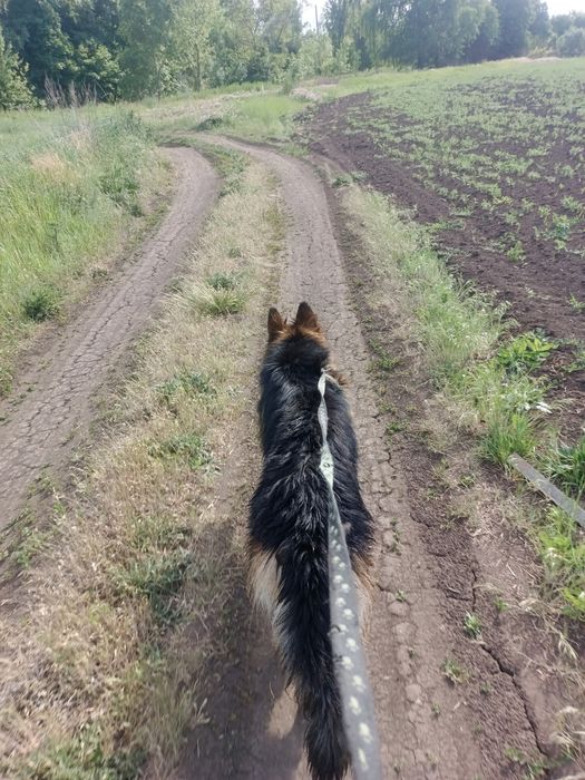 Кабель немецкой овчарки для вязки