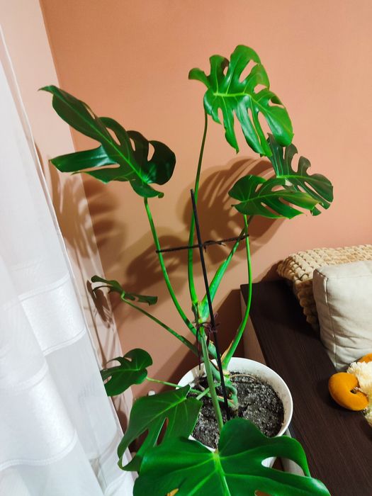 Продаю монстеру.