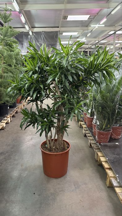 Ексклюзивна драцена Ямайка, висота 140 см