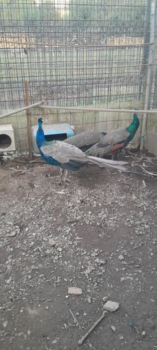 Pavões machos Azuis