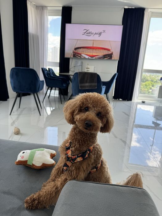 Індивідуальна перетримка ваших улюбленців. Собак. Зооняня. Лівий берег