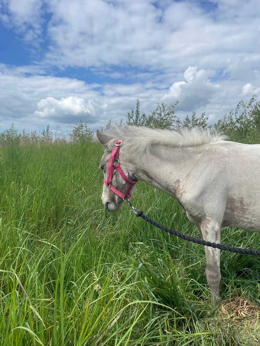 Ogierek mini appaloosa