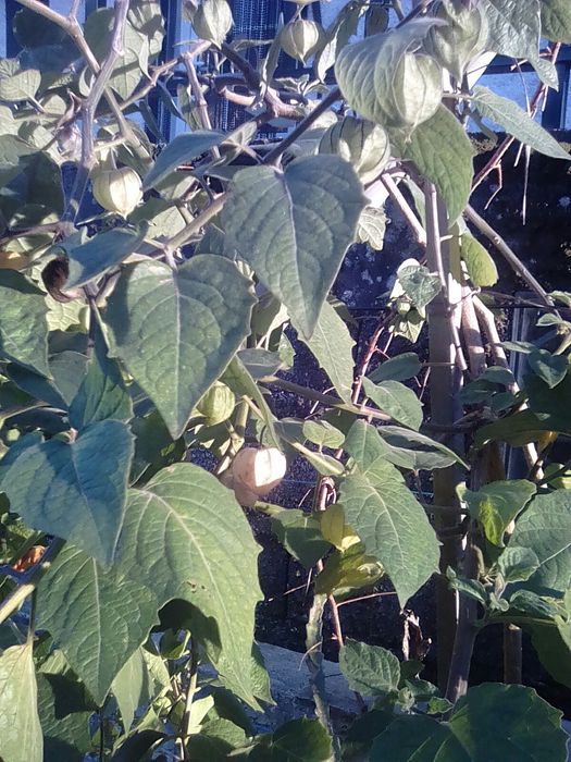 Framboeseiras branca rosa ou preta phisalis pera melão etc