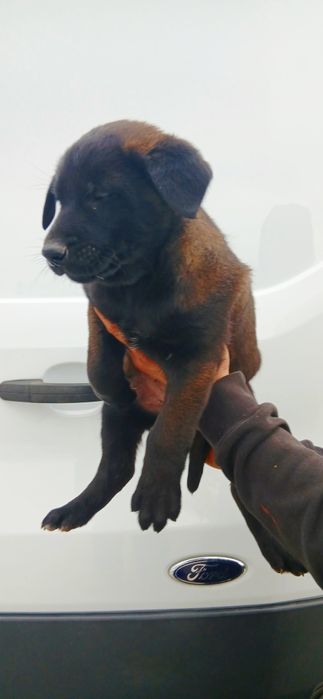 Owczarek Belgijski Malinois Piesek