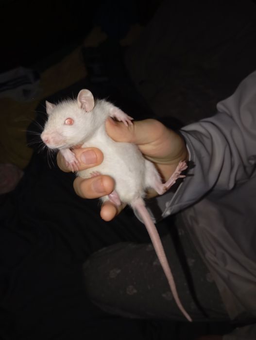 Дамбо пацюки щури крисята криси