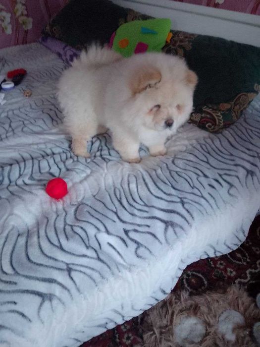 Продам цуценя чау-чау