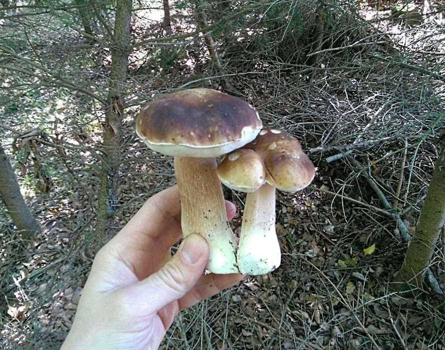 Grzyby świeże, borowiki, prawdziwki, podgrzybki, kozaki, kanie