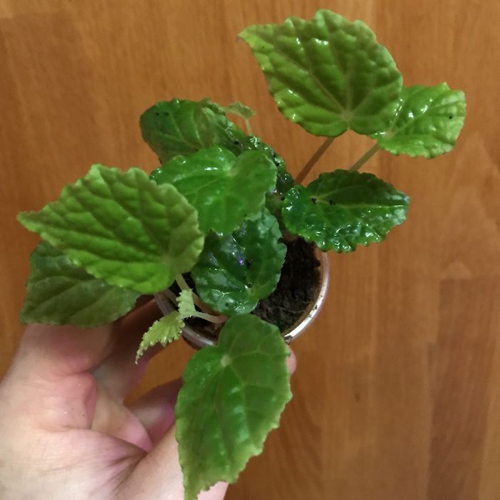 Бегония Buttercup