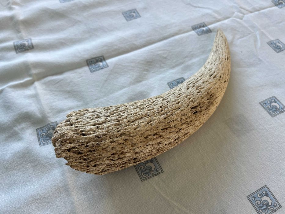 Corno / chifre grande e conservado