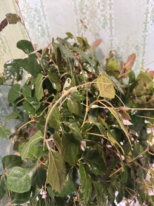 Циссус вазон домашний виноград