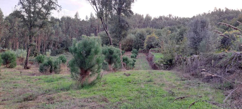 Venda de terreno em Rua Rojão, Vila Nova da Rainha, Tondela