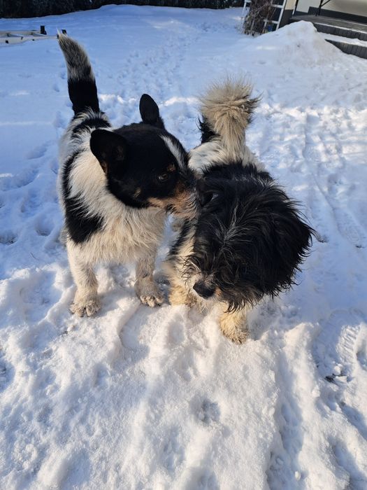 Oddam 2 psy stróżujące