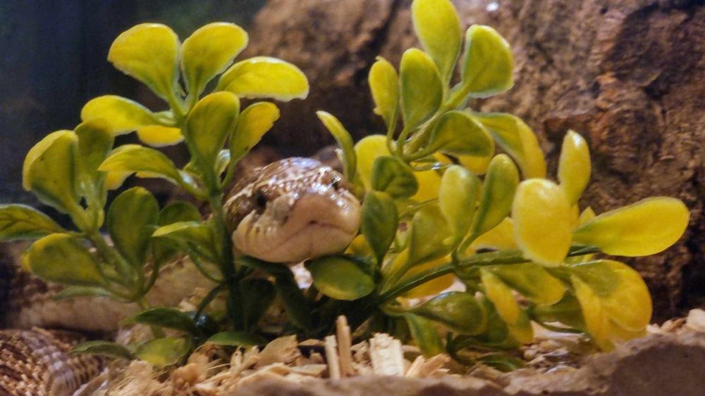 Heterodon zachodni samica