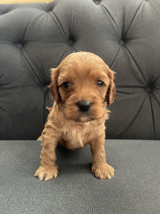 Cavapoo  rodzice przebadani
