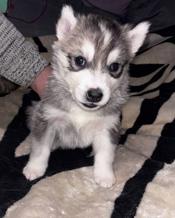 Красивые щенки хаски