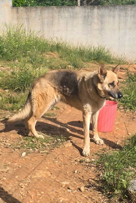Dá-se cadela Pastor Alemão com 4 anos