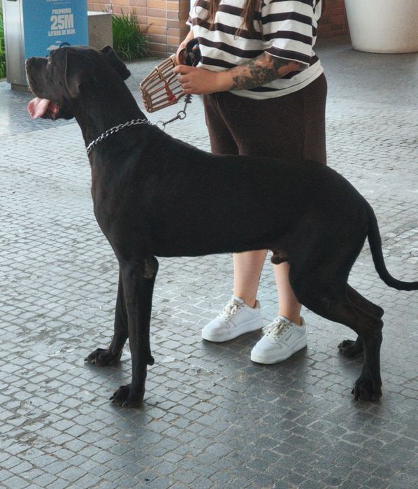 Dogue Alemão Merle e preto