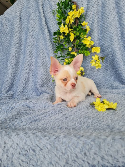 Excecional mini menino Chihuahua/Chiuaua cabeça de maça. de Qualidd