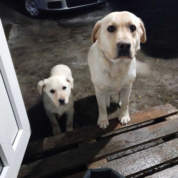 Продам Лабрадора